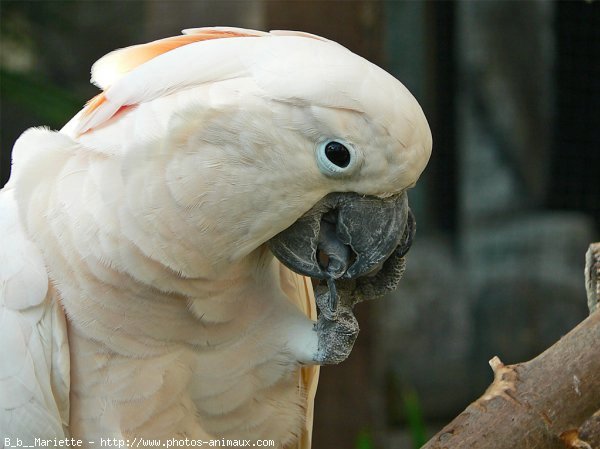 Photo de Cacatoes