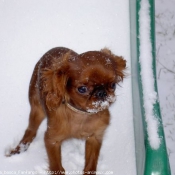 Photo de King charles spaniel