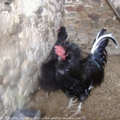 Photo de Poule