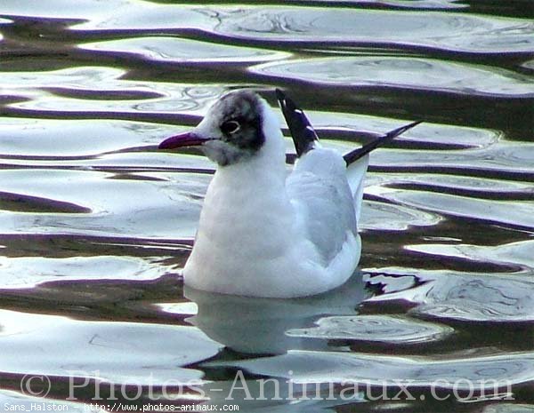 Photo de Mouette