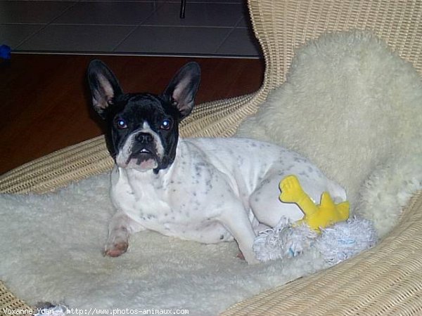 Photo de Boston terrier