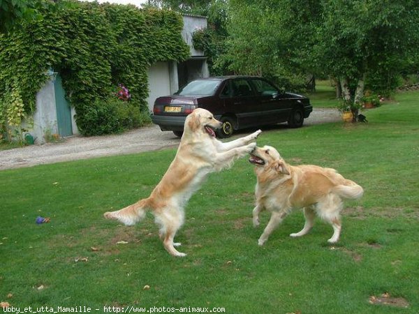 Photo de Golden retriever