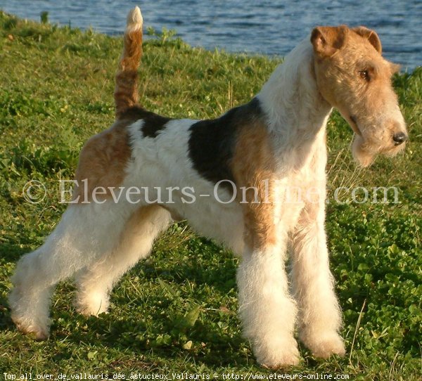 Photo de Fox terrier  poil dur