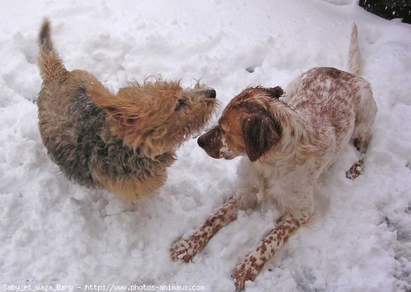 Photo de Races diffrentes