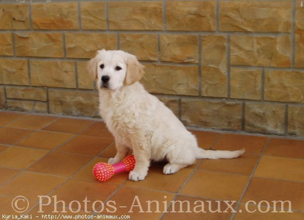 Photo de Golden retriever