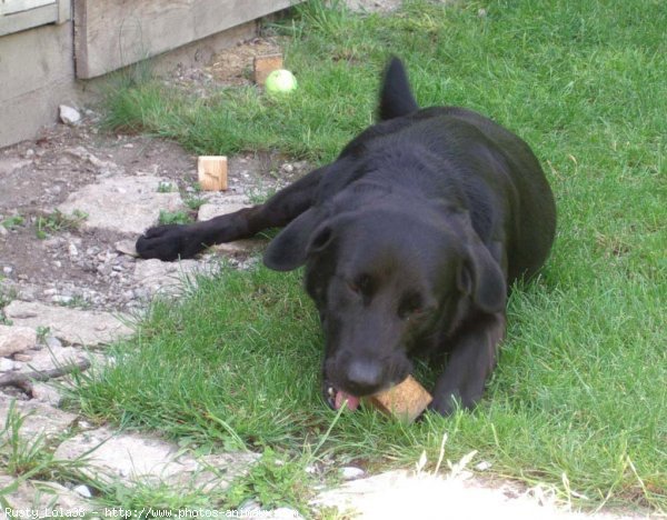 Photo de Labrador retriever