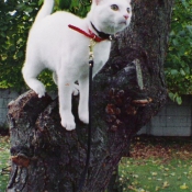 Photo de Chat domestique