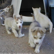 Photo de Husky siberien