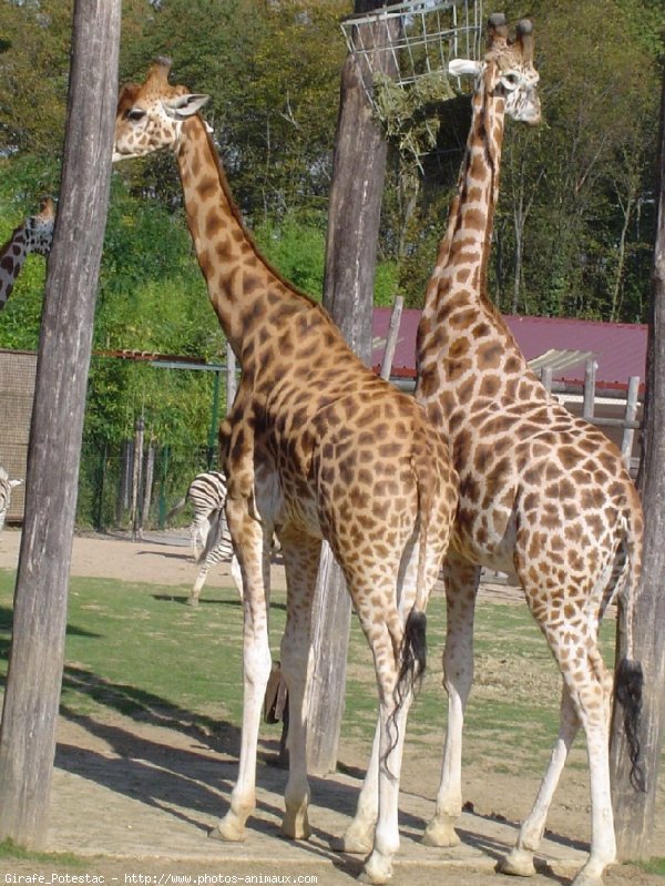 Photo de Girafe