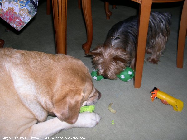 Photo de Labrador retriever