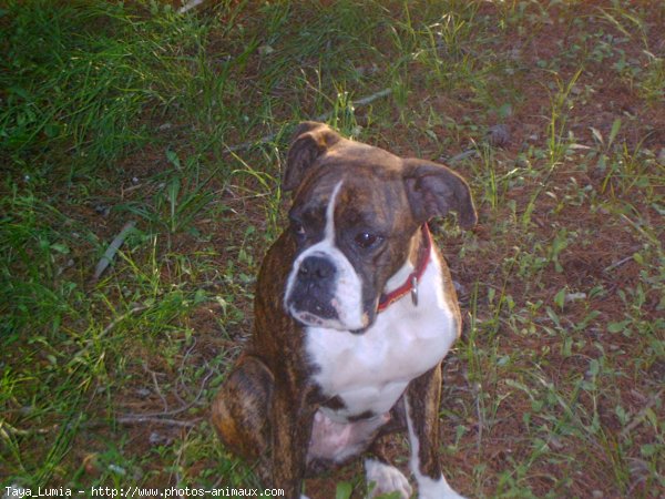 Photo de Boxer