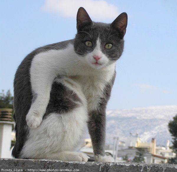 Photo de Chat domestique