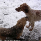 Photo de Races diffrentes