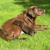 Photo de Labrador retriever