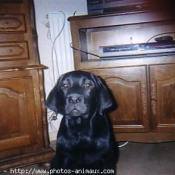 Photo de Labrador retriever