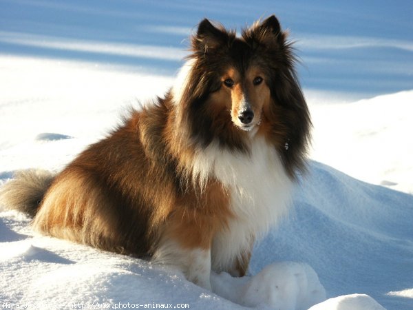 Photo de Chien de berger des shetland