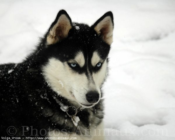 Photo de Husky siberien