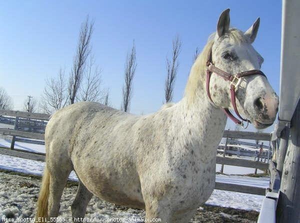 Photo d'Appaloosa