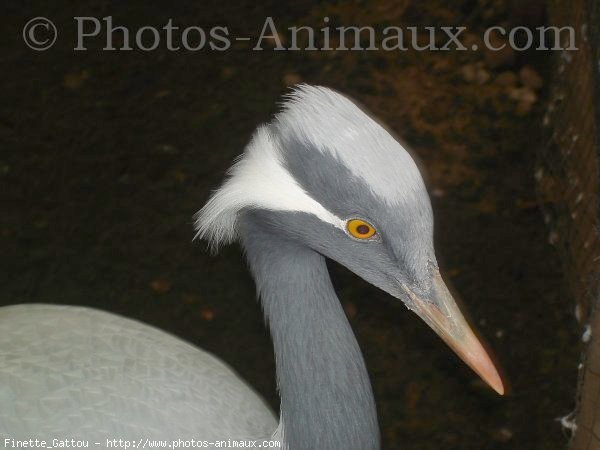 Photo de Grue