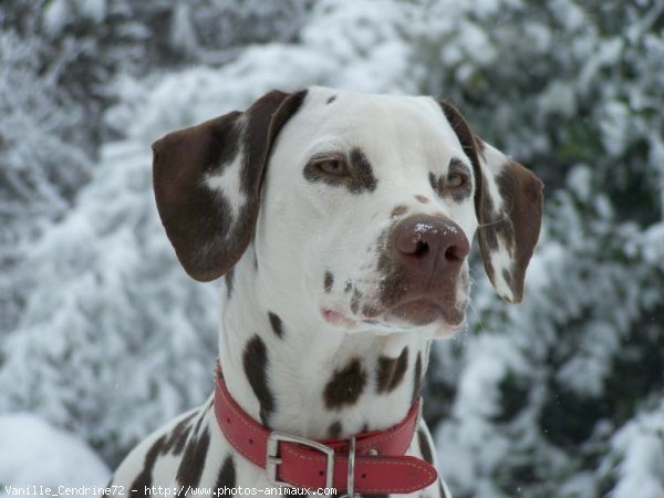 Photo de Dalmatien