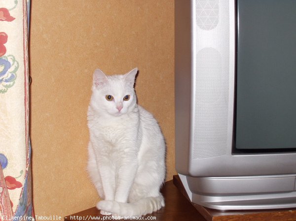 Photo de Chat domestique