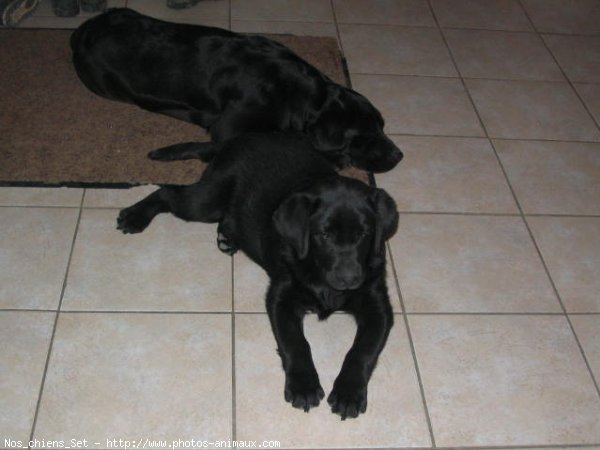 Photo de Labrador retriever