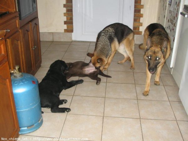 Photo de Labrador retriever