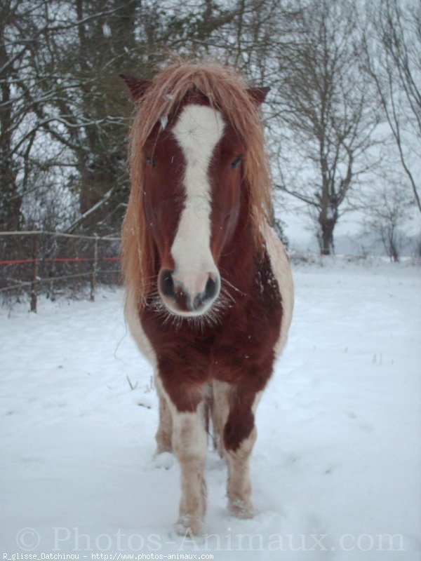 Photo de Shetland