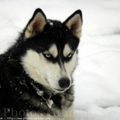 Photo de Husky siberien