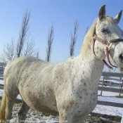 Photo d'Appaloosa