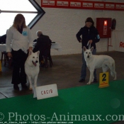 Photo de Berger blanc suisse