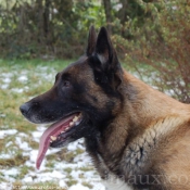 Photo de Berger belge malinois