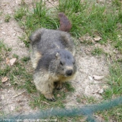 Photo de Marmotte