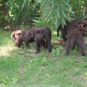 Photo de Labrador retriever