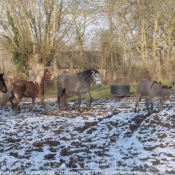 Photo de Races diffrentes