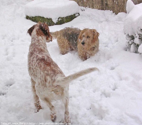 Photo de Races diffrentes