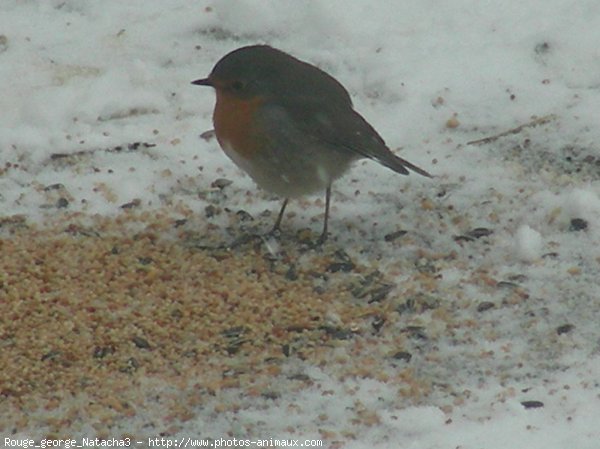 Photo de Rouge gorge