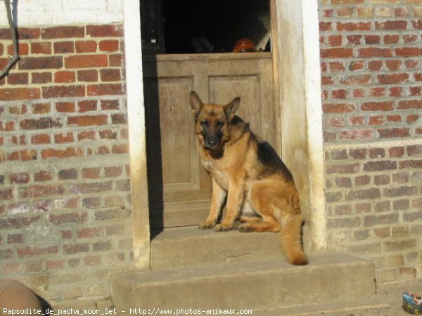 Photo de Berger allemand  poil court