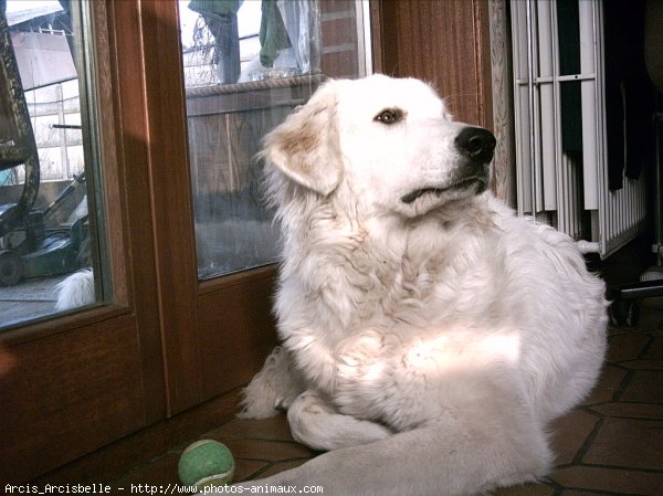 Photo de Chien de montagne des pyrnes