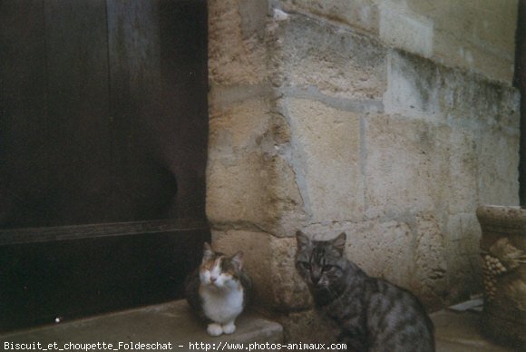 Photo de Chat domestique