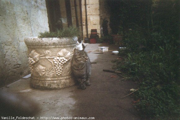 Photo de Chat domestique