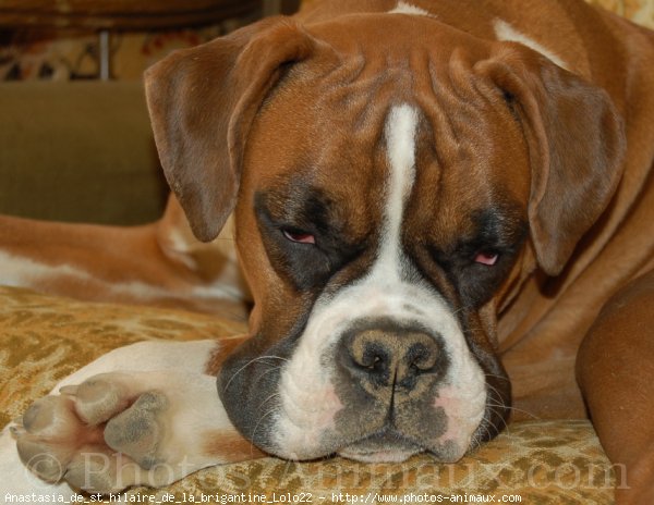 Photo de Boxer