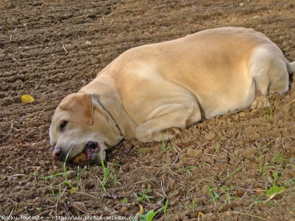 Photo de Labrador retriever