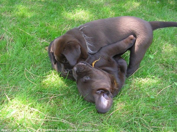 Photo de Labrador retriever