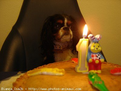 Photo de Cavalier king charles spaniel