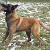 Photo de Berger belge malinois