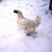 Photo de Poule