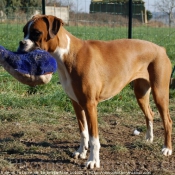 Photo de Boxer