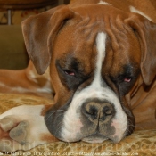 Photo de Boxer