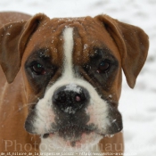 Photo de Boxer